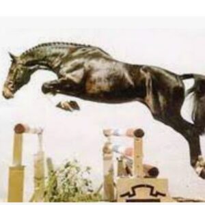 Contender, padrillo café oscuro nacido en 1984, destacado en salto 1.45m, hijo de Calypso II y Gofine