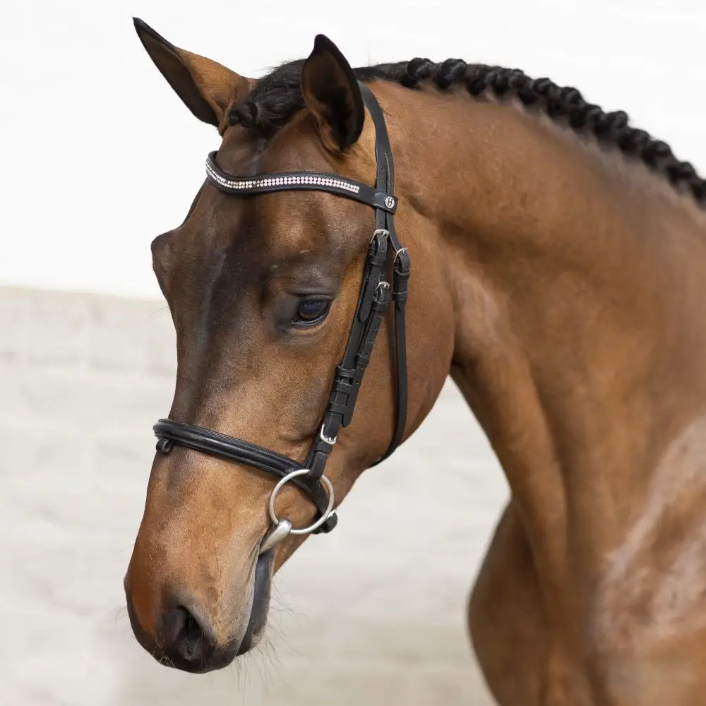 Rome the Stallion