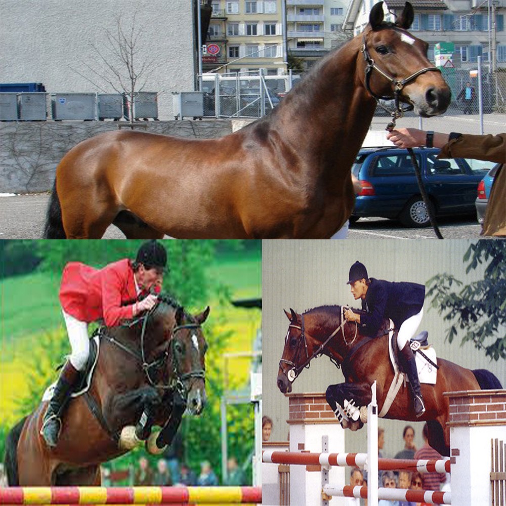 Caretino, padrillo café nacido en 1983, destacado en salto 1.60m, hijo de Caletto II y Isidor.