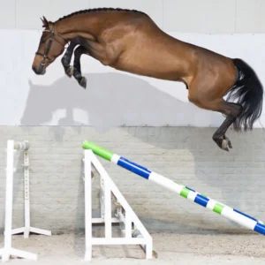 Rome SCI, padrillo café nacido en 2021, destacado por su genética de Malito de Rêve y Lanory