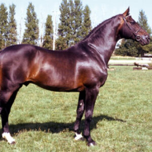 Contender x Quintero la Silla x Lavall II (Langraf I)